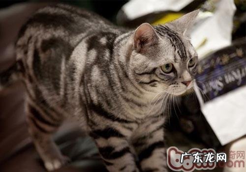 警醒幼狗猫血糖低