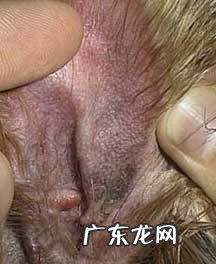 小宠物皮肤过敏