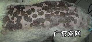 小宠物皮肤过敏