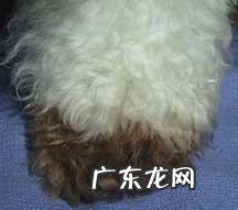 小宠物皮肤过敏