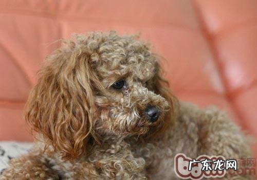 小宠物皮肤过敏