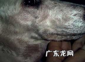 小宠物皮肤过敏