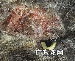 小宠物皮肤过敏