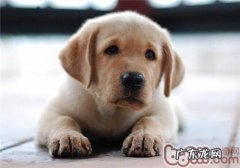 狗狗发烧该怎么办