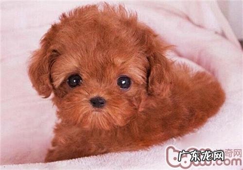 怎样观查小狗是不是身心健康