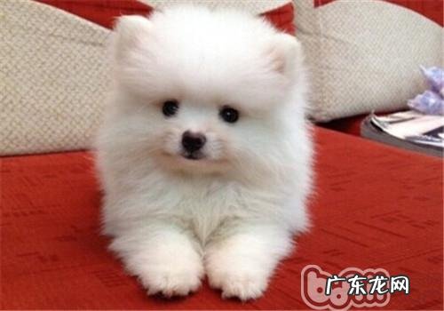 犬副流感病毒Ⅱ型感柒确诊