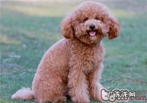 犬冠状病毒的病症