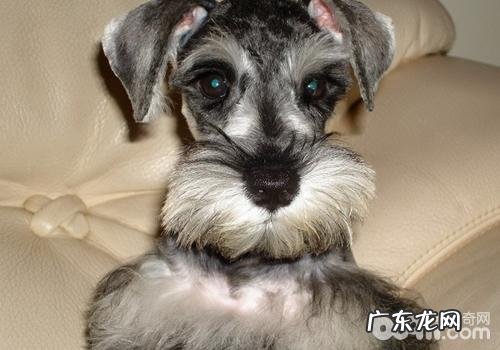 雪纳瑞的易生病有什么