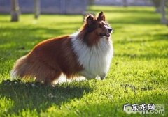 小狗不孕不育症的缘故