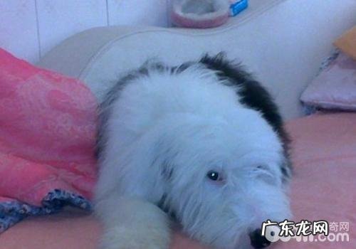 危害犬瘟治疗率的要素