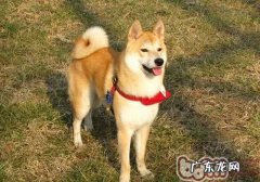 小狗小便带血的缘故