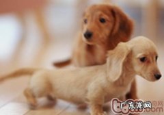 腊肠犬非常容易生什么病