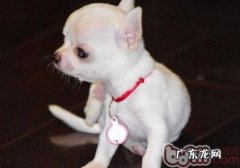 金毛犬交配常见问题