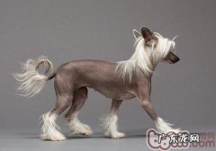 冠毛犬得皮肤疾病该怎么办