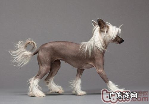 冠毛犬得皮肤疾病该怎么办