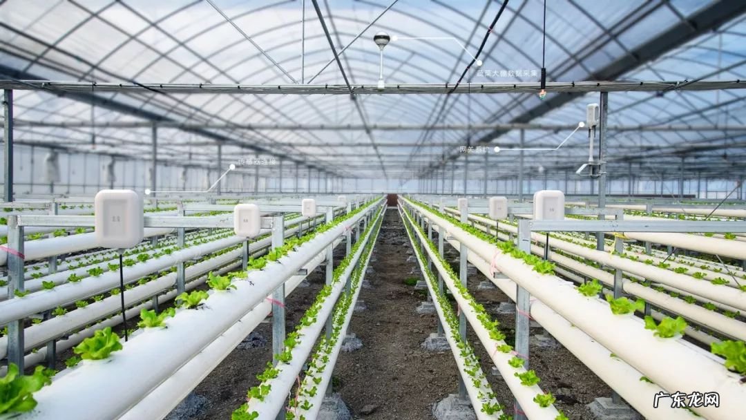 智能农业大棚设计方案 农业智能大棚系统设计及应用