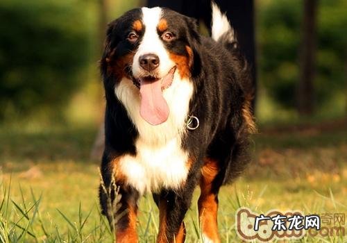 犬瘟的替伏期是多长时间