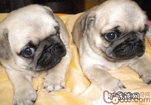 狗狗拉肚子吃什么中药