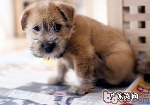 怎么知道小狗是不是确实感冒发烧