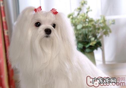 小狗的常见问题有什么