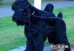 狗狗发烧了该怎么办