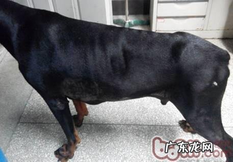 一例杜宾犬的胸腔积水的病例分析