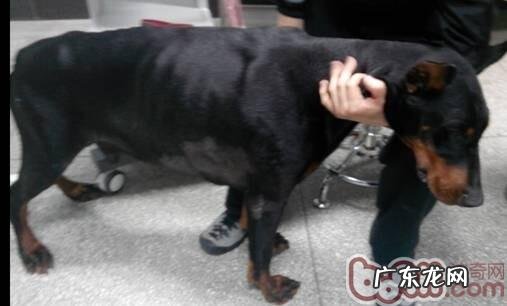 一例杜宾犬的胸腔积水的病例分析