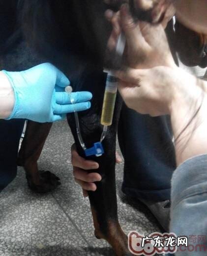 一例杜宾犬的胸腔积水的病例分析