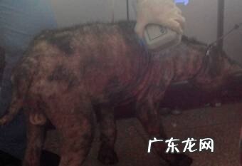 皮肤疾病普遍查验方式