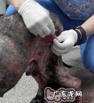 皮肤疾病普遍查验方式