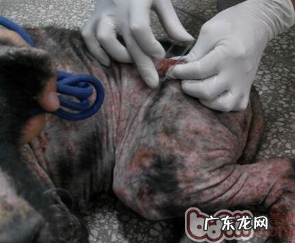 皮肤疾病普遍查验方式