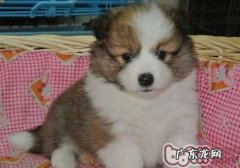 小狗易生病的种类