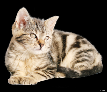 请问1米68身高的女孩标准体重应该是多少？??