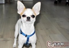 小狗得了眼虫病该怎么办