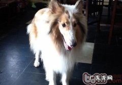 小狗一切正常掉毛与生理性掉毛