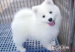 为什么打过预苗后小狗还会继续得传染性疾病