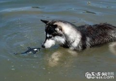 金毛一年发情期几回