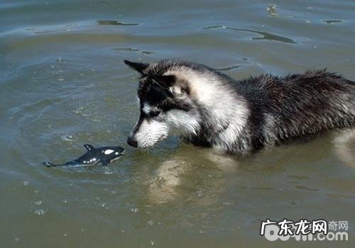 金毛一年发情期几回