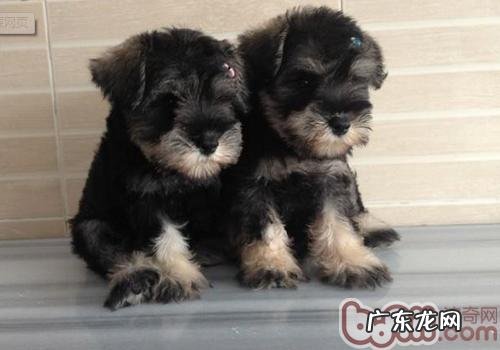 雪纳瑞皮肤疾病该如何治疗