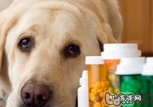 犬瘟的并发症有什么