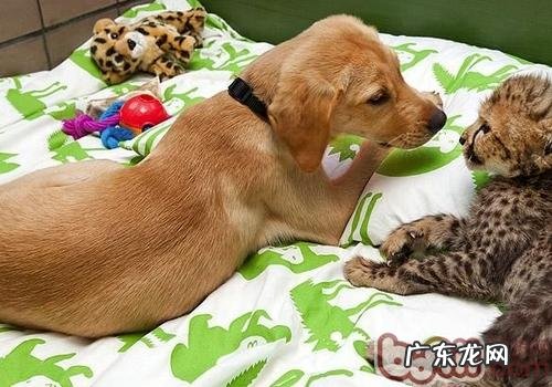 犬亚急性反胃的病症