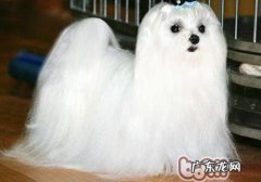 马尔济斯常见疾病之闭角型青光眼