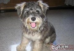 如何解决雪纳瑞耳孔感柒