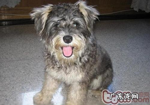 如何解决雪纳瑞耳孔感柒