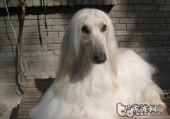 小狗亚急性中暑怎么办