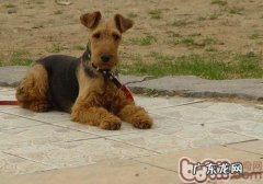 医治狗狗螨虫的药有什么