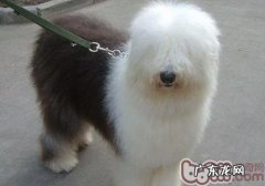 古代牧羊犬腹泻