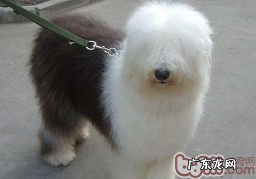 古代牧羊犬腹泻