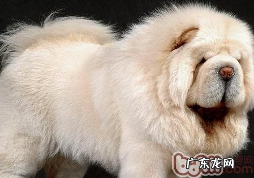 小狗心丝虫病严重吗