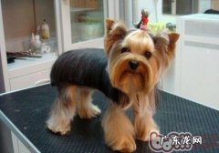 小狗的营养缺乏症疾病有哪些